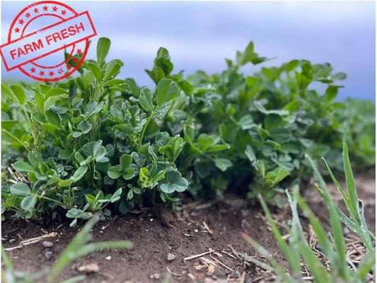 Alfalfa Ultra-Reserve Hay