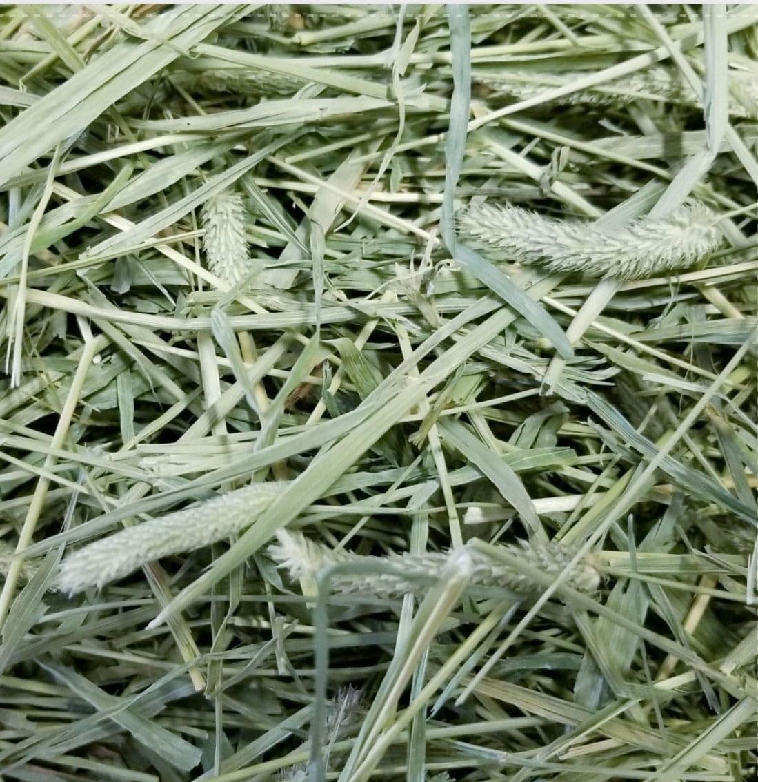 Timothy Ultra-Reserve Hay