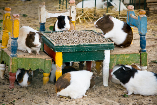 Premium Orchard Pellet Treats