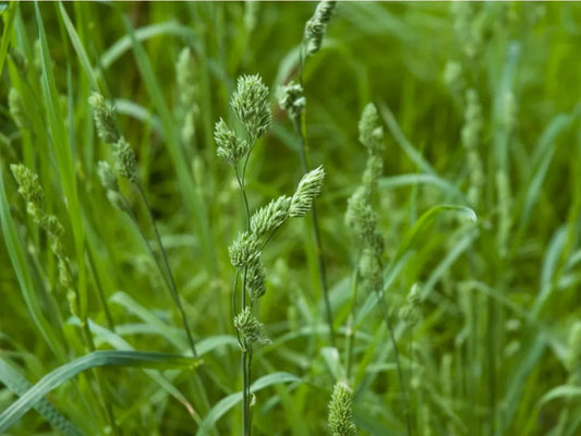 Orchard Ultra-Reserve Hay